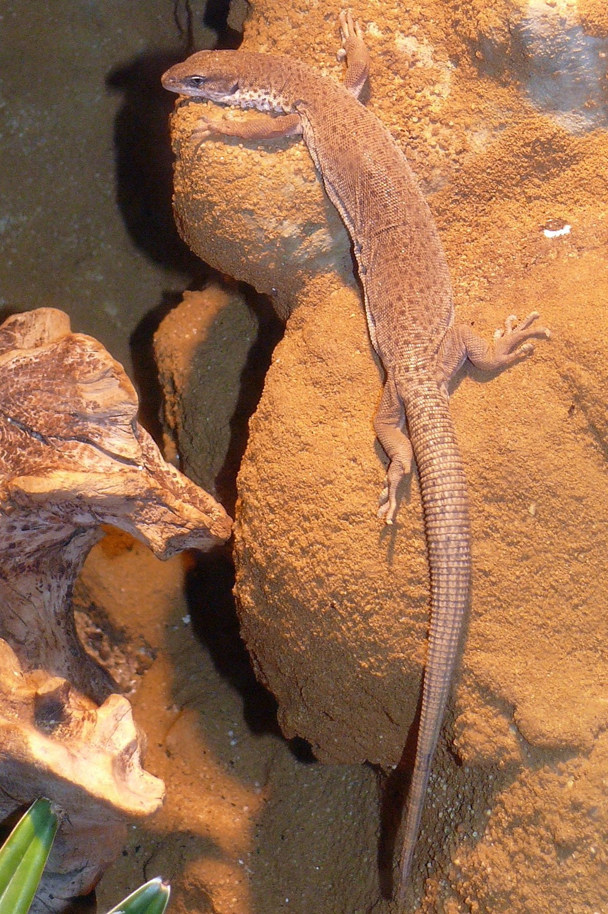 Varanus caudolineatus