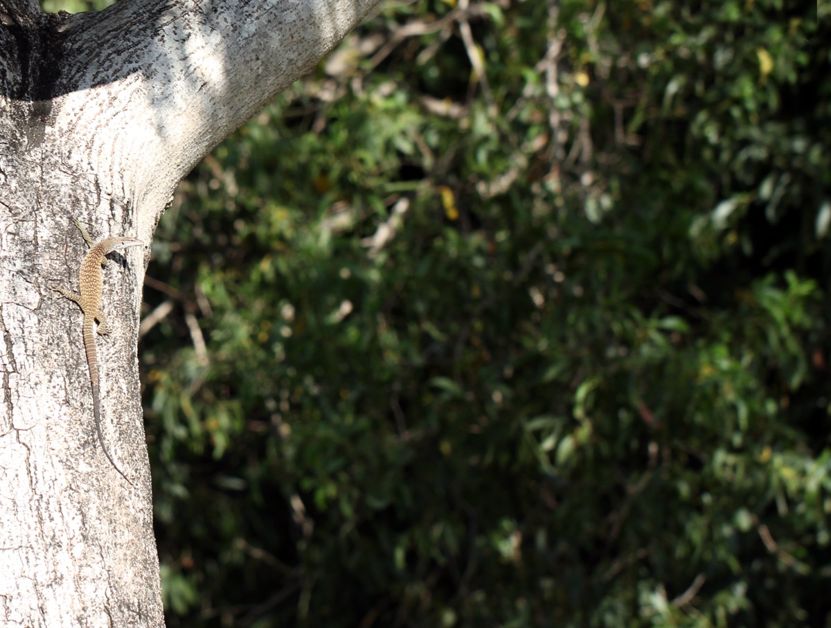 Varanus scalaris