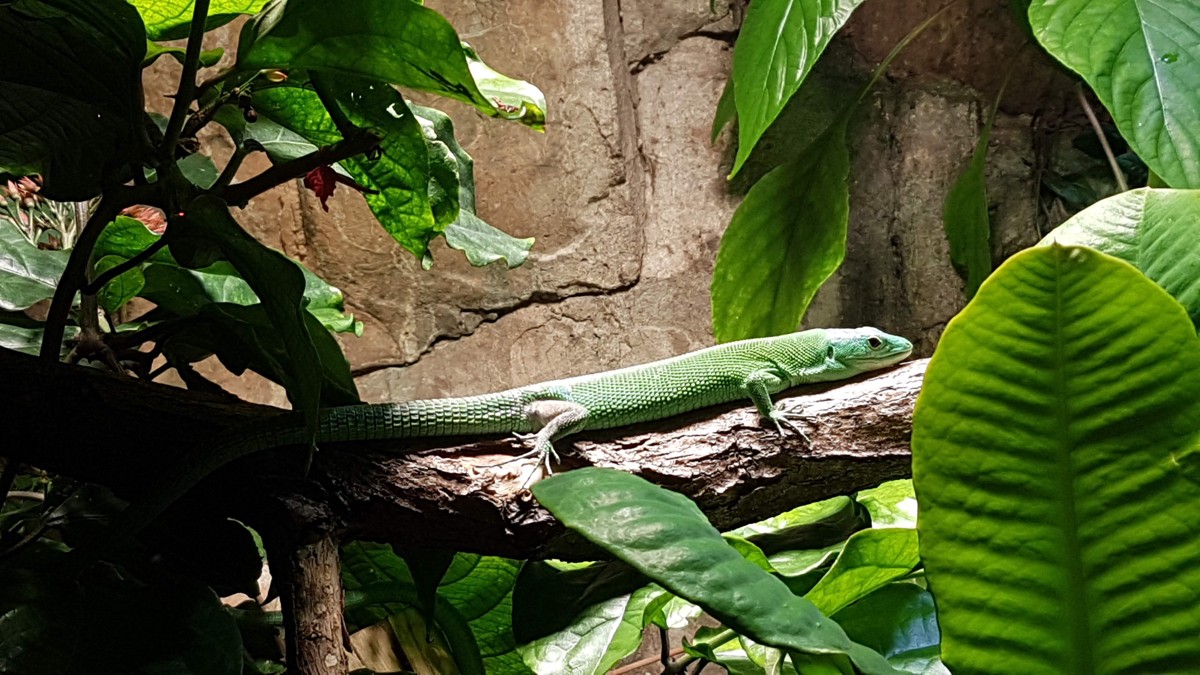 Gastropholis prasina