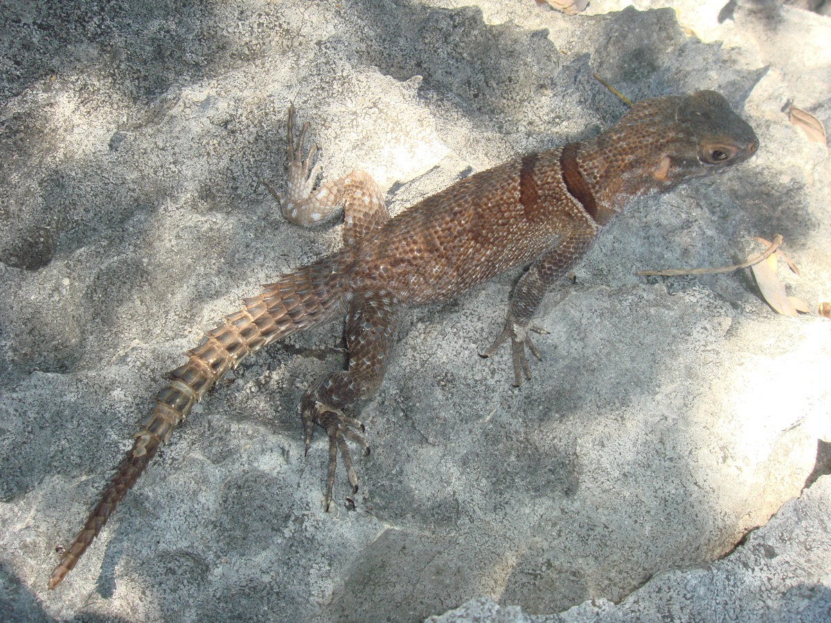 Oplurus cyclurus