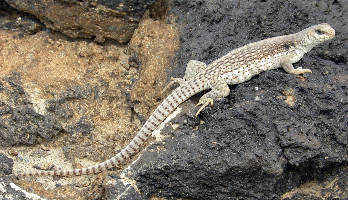 Dipsosaurus dorsalis