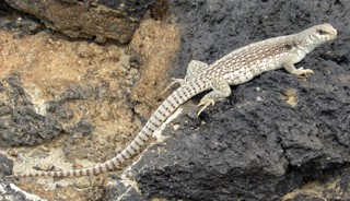 Dipsosaurus dorsalis