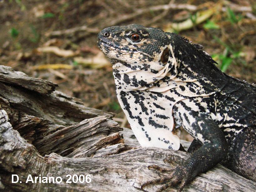 Ctenosaura palearis