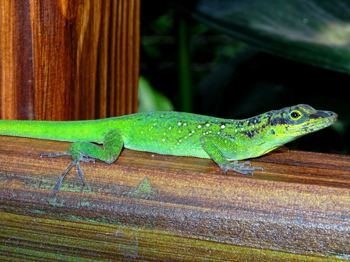 Anolis roquet