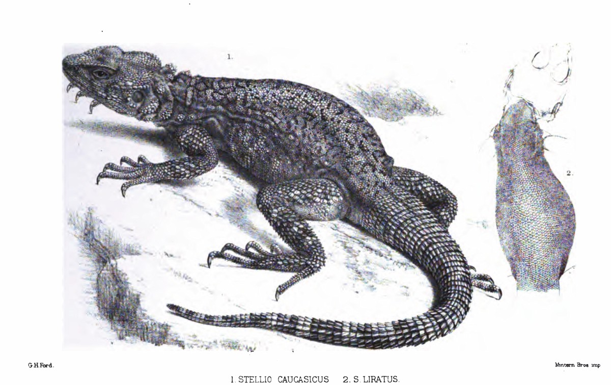 Paralaudakia caucasia