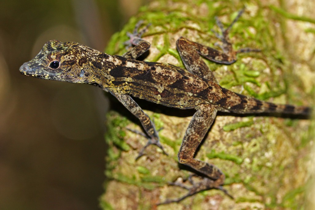 Anolis allogus