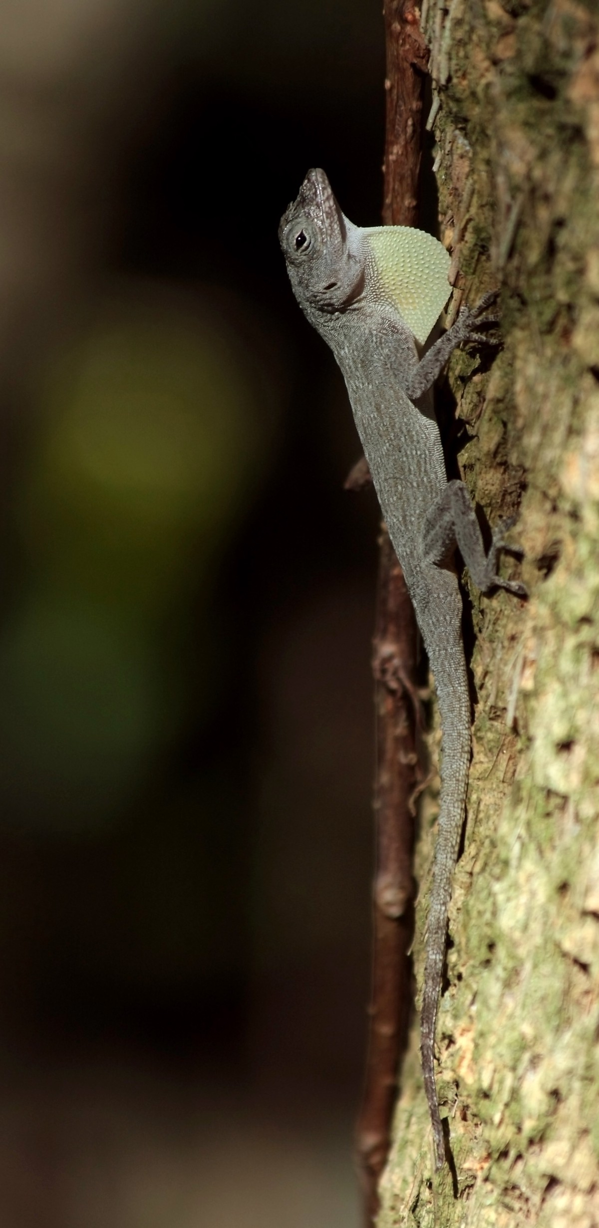 Anolis distichus