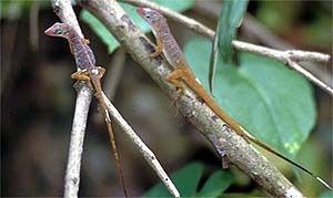 Anolis pogus