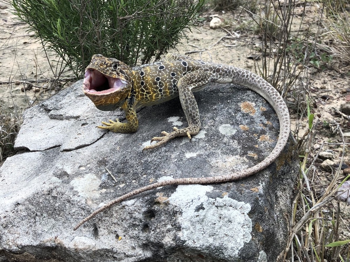 Crotaphytus reticulatus