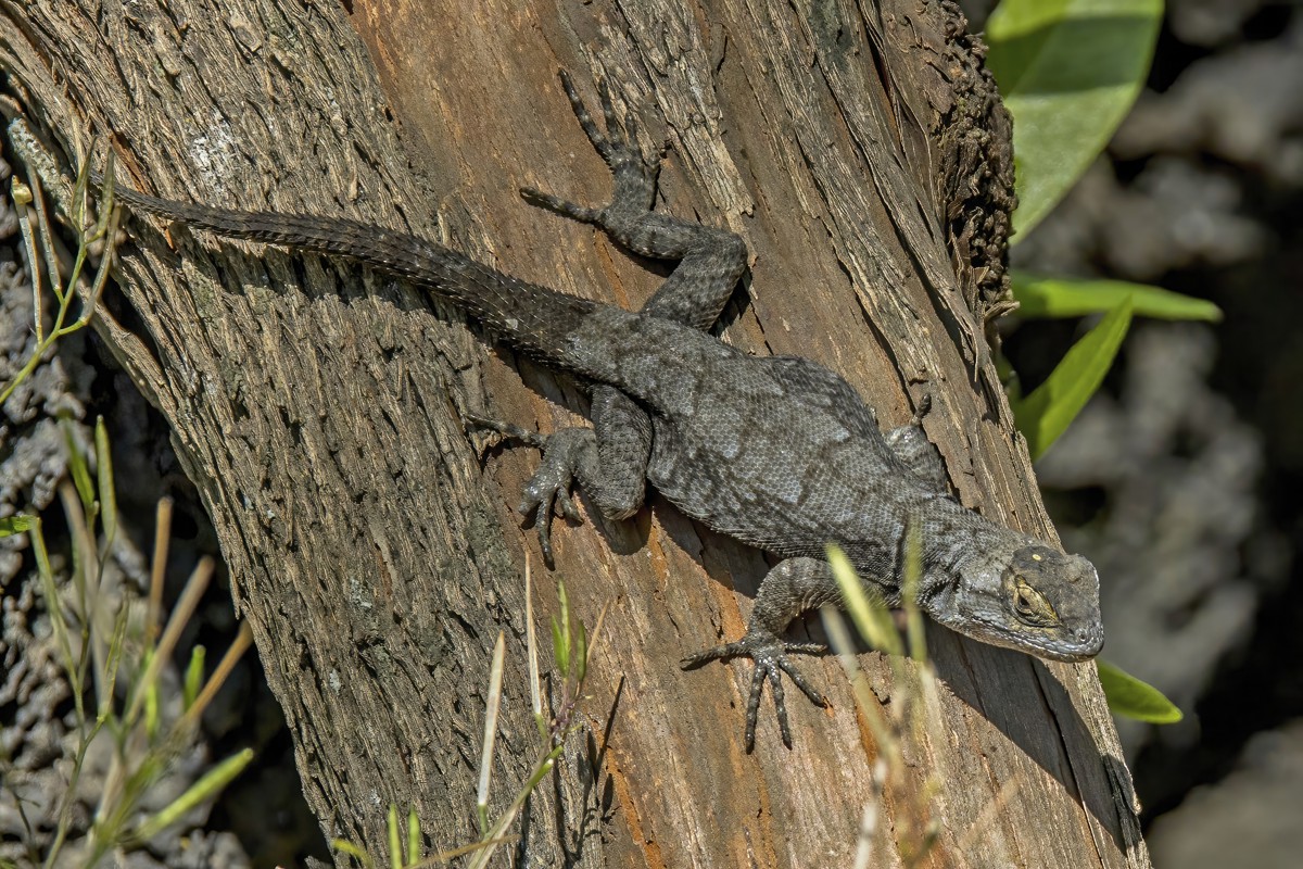 Sceloporus grammicus