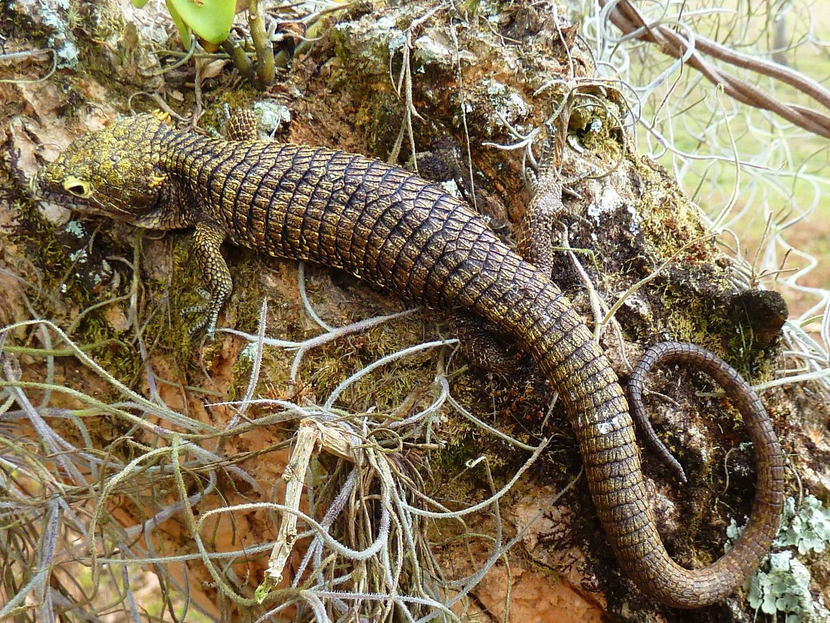 Abronia campbelli