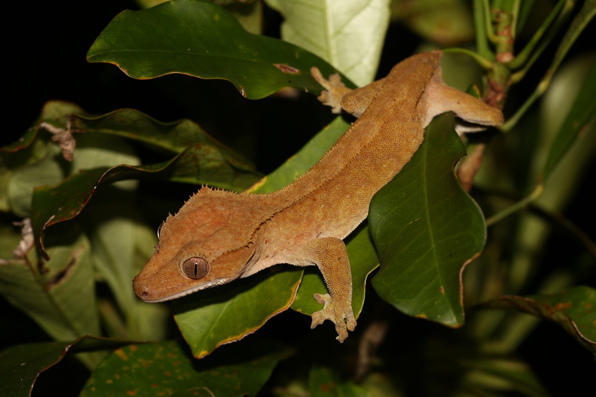 Correlophus ciliatus
