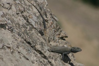 Laudakia nupta