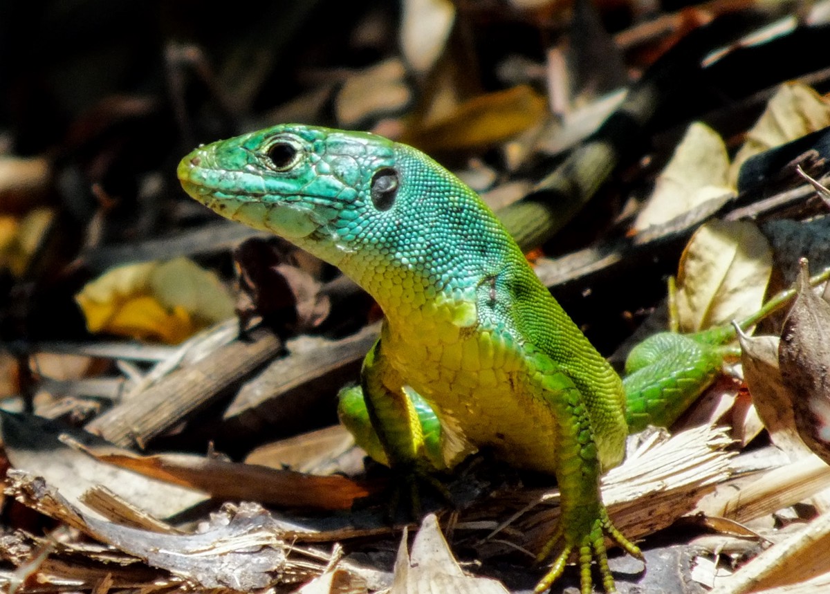 Lacerta bilineata