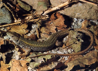 Lacerta trilineata
