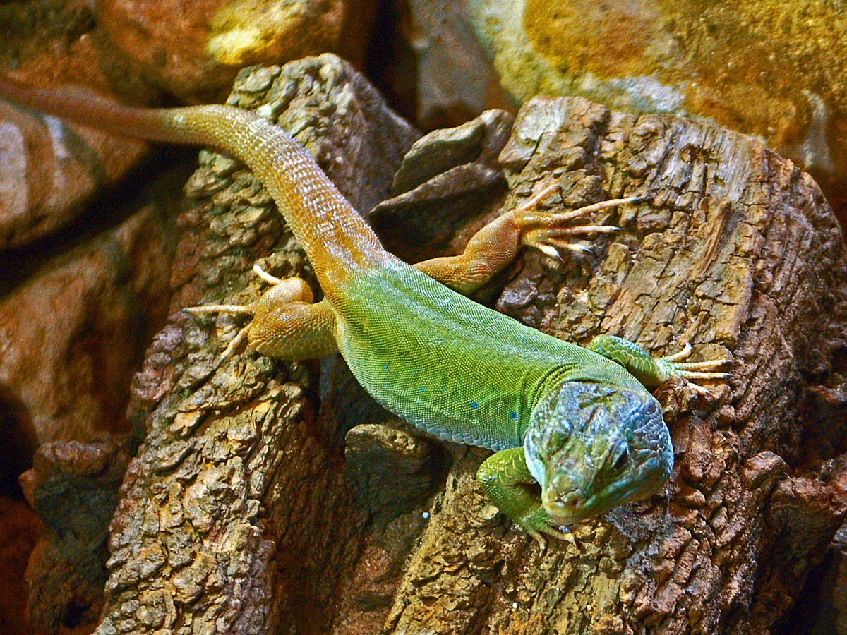 Timon tangitanus