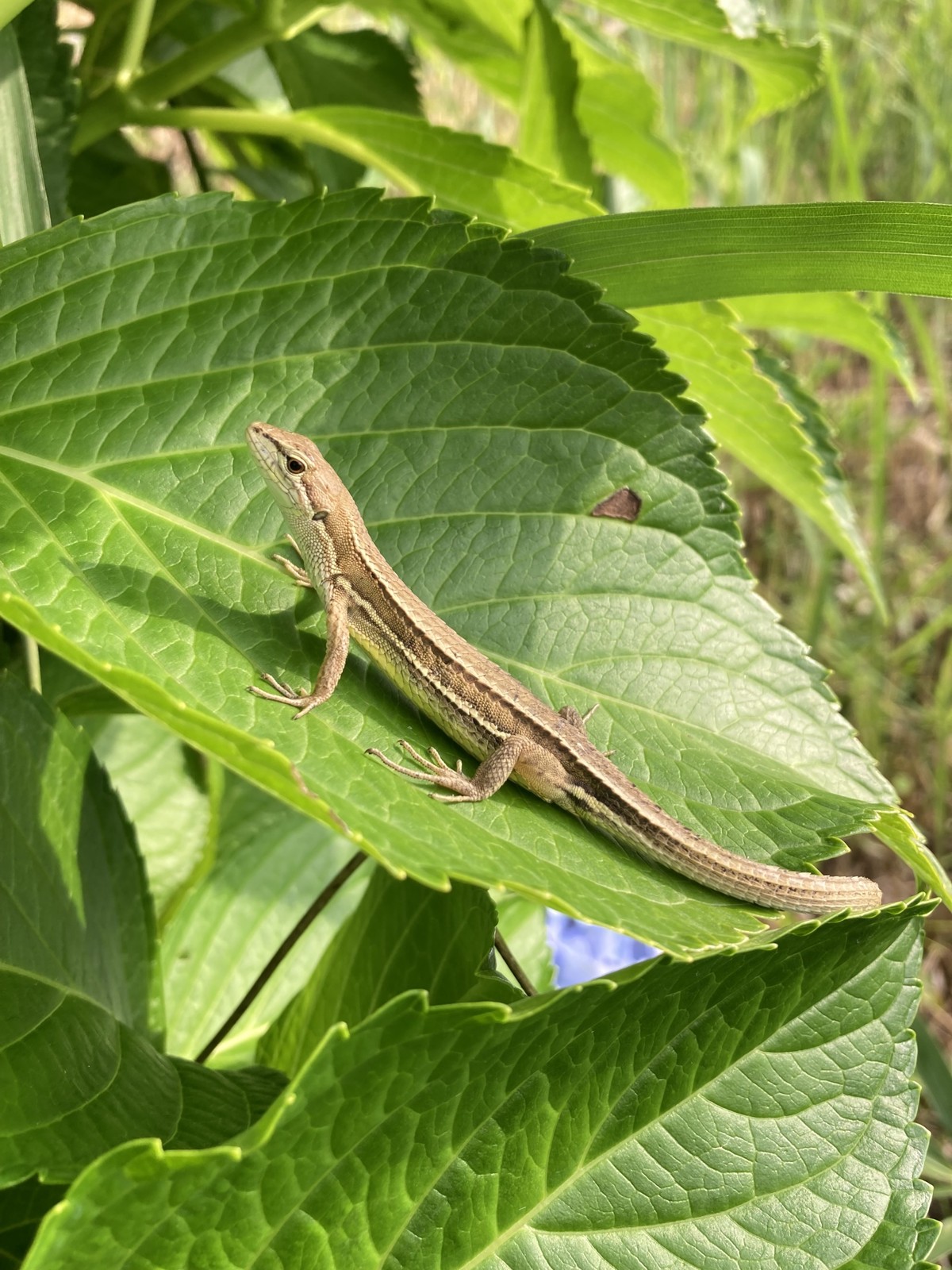 Takydromus tachydromoides