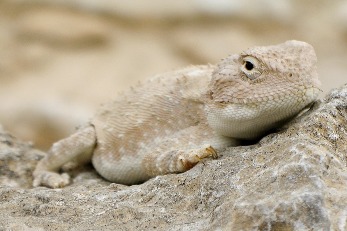 Trapelus mutabilis