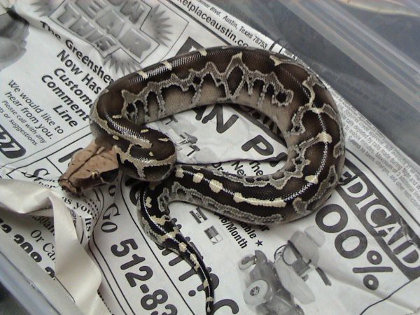 Python breitensteini
