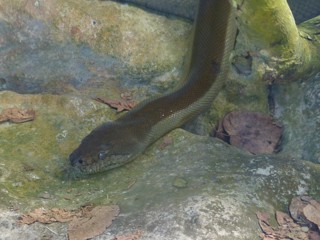 Apodora papuana