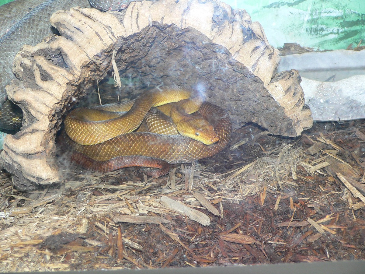 Candoia bibroni