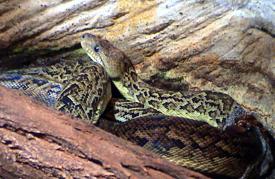 Chilabothrus angulifer
