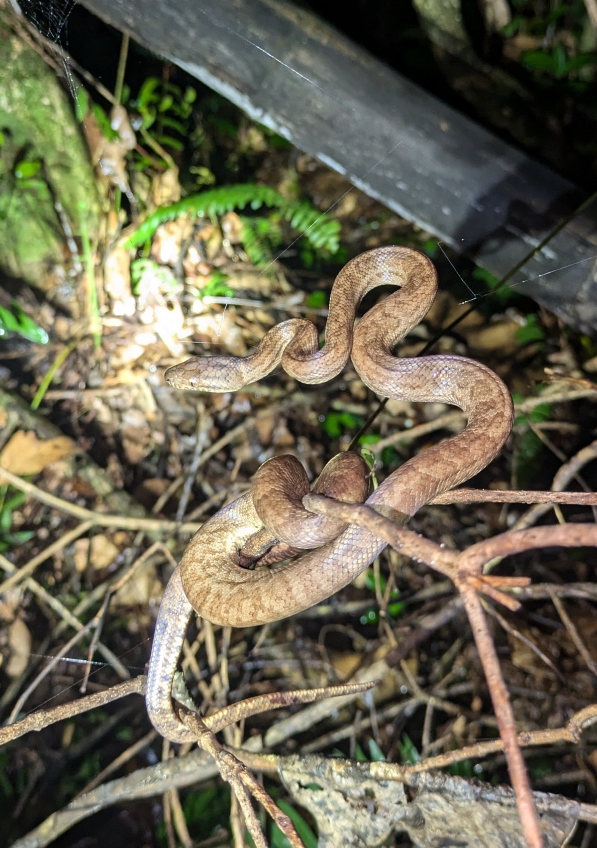 Chilabothrus inornatus