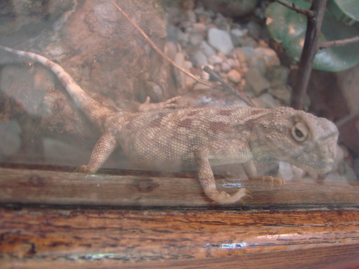 Trapelus savignii