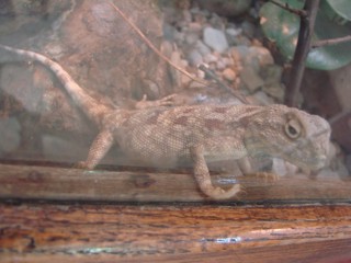 Trapelus savignii