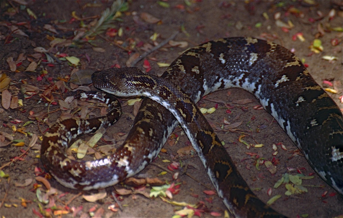 Sanzinia volontany
