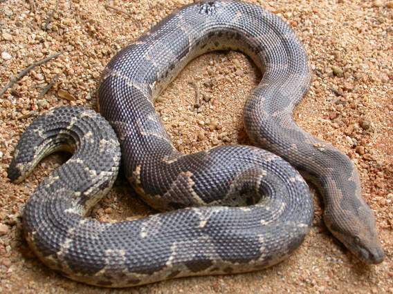 Eryx conicus