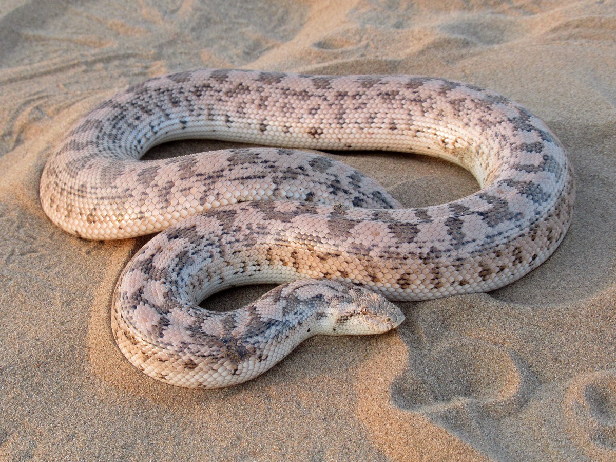 Eryx miliaris
