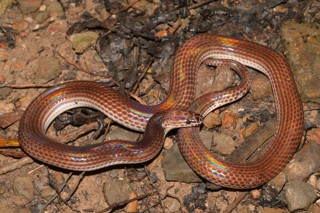 Xenopeltis unicolor