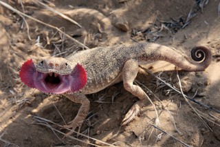 Phrynocephalus mystaceus