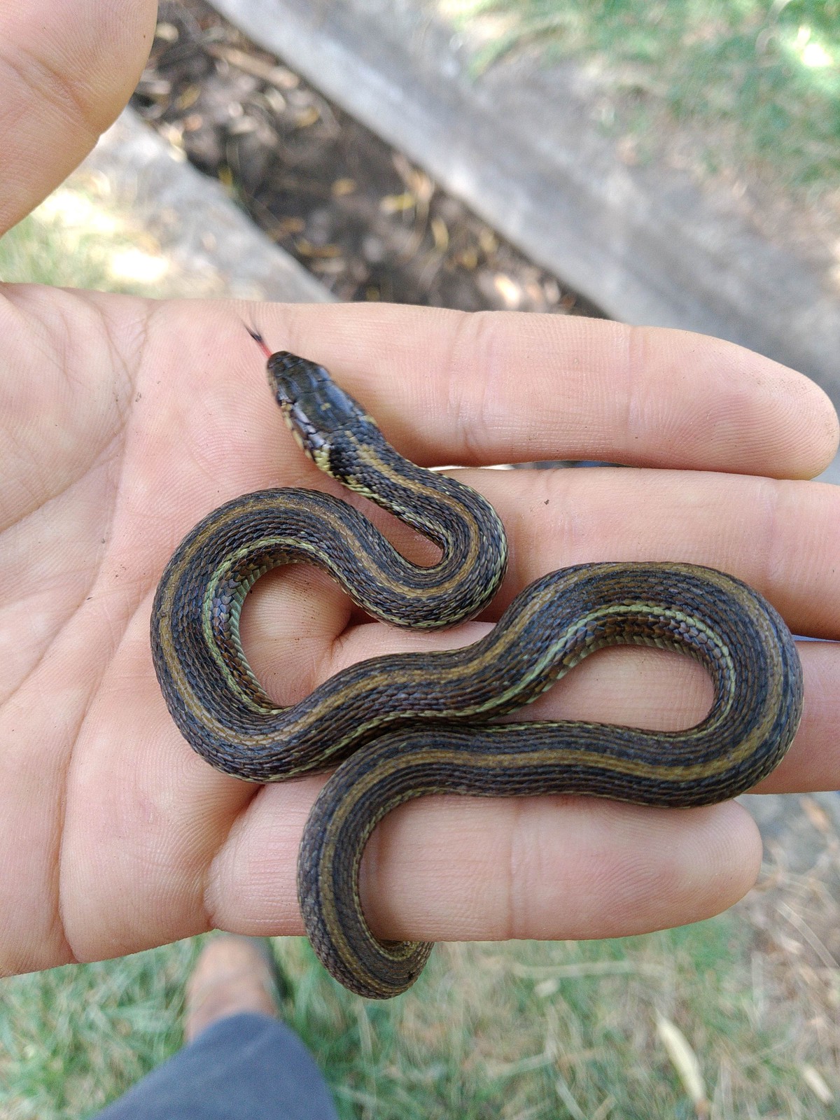 Thamnophis eques