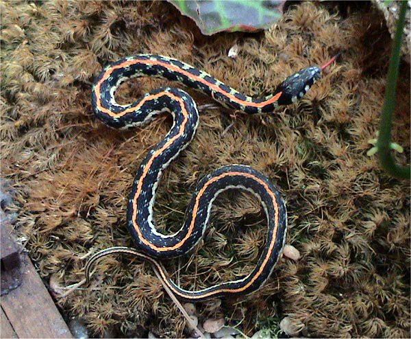 Thamnophis cyrtopsis