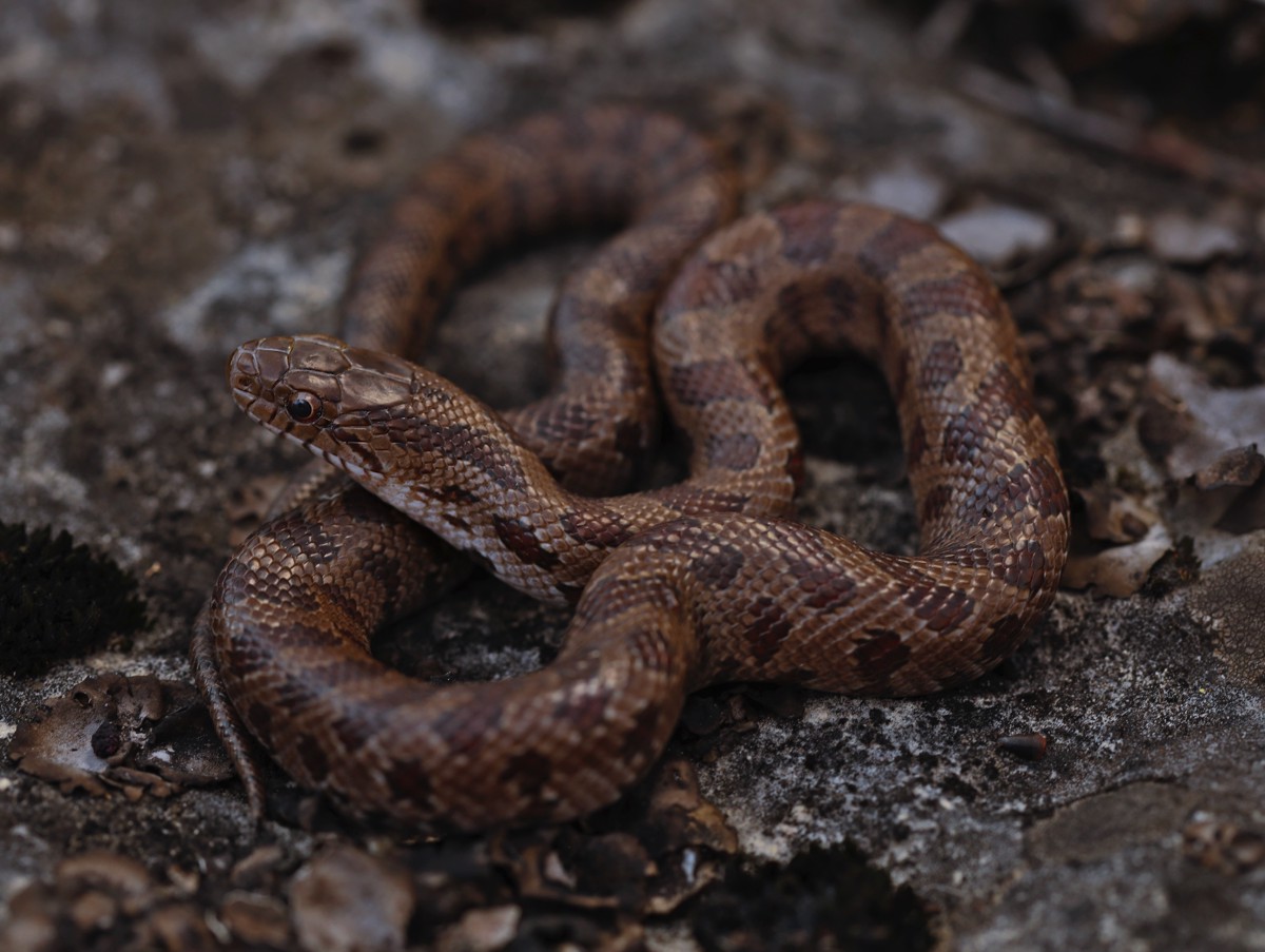 Lampropeltis calligaster
