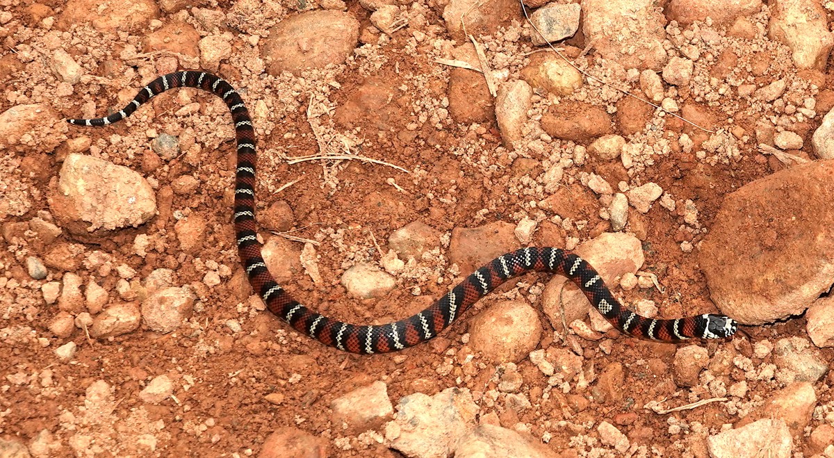 Lampropeltis micropholis