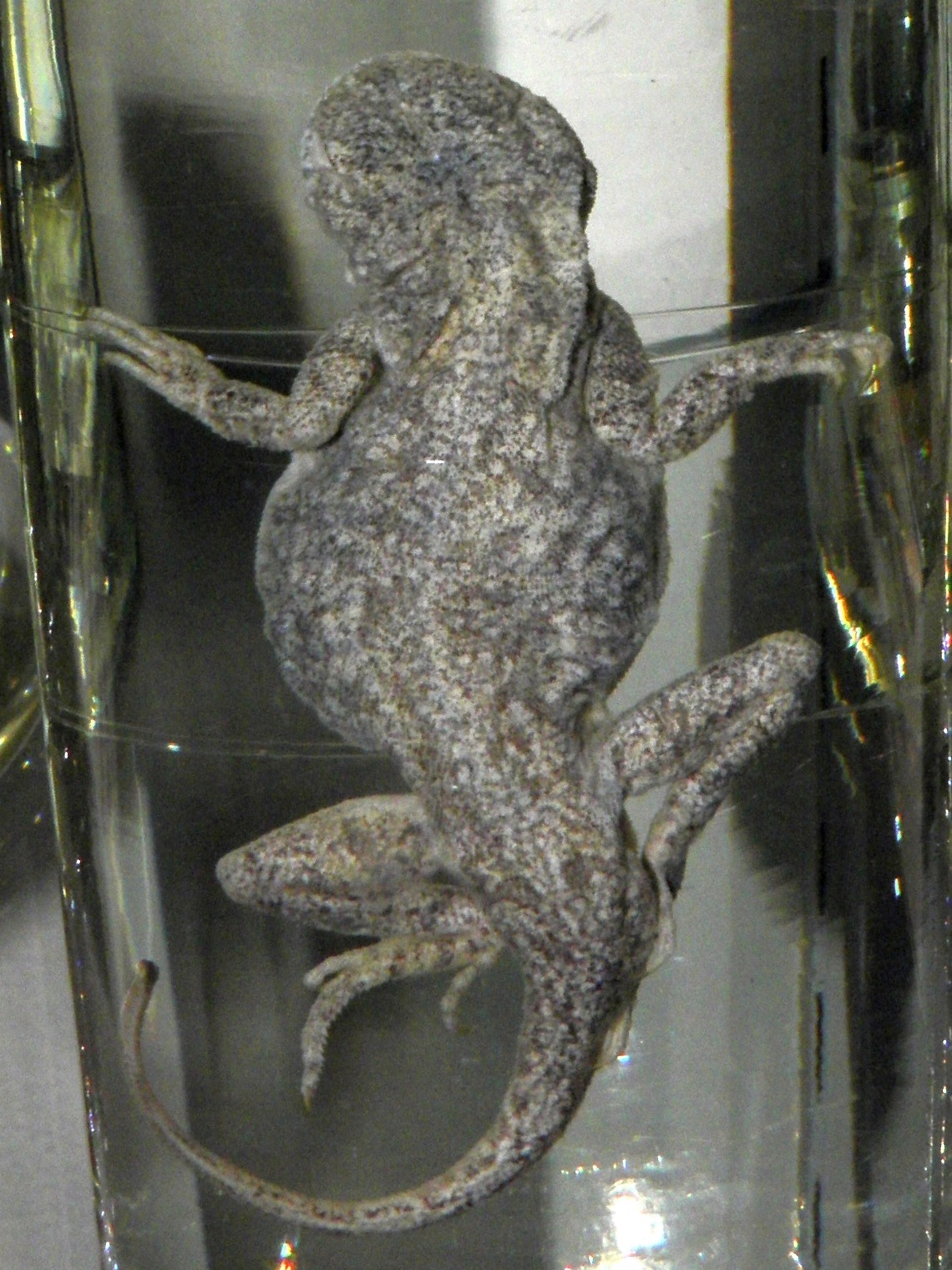 Phrynocephalus guttatus