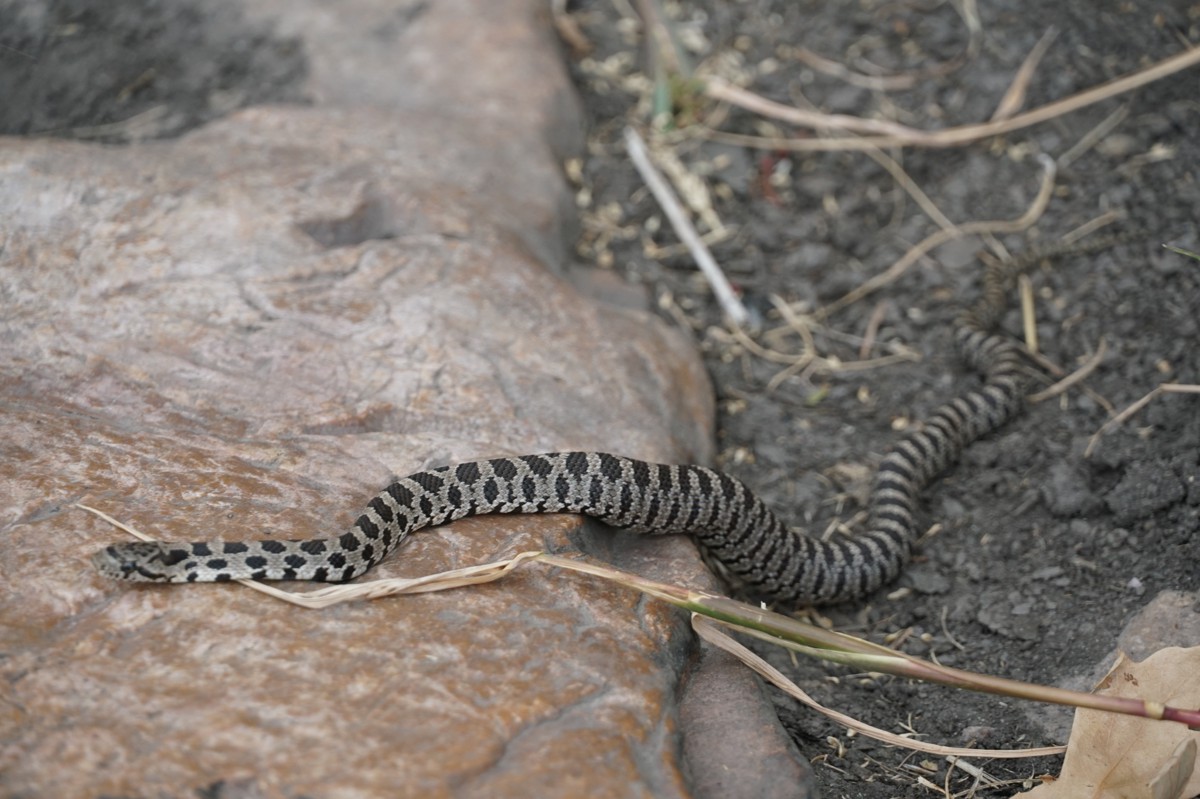 Pantherophis ramspotti
