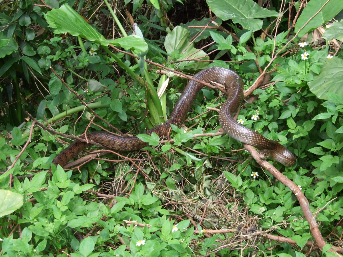 Elaphe carinata