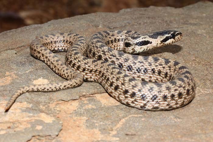 Elaphe sauromates