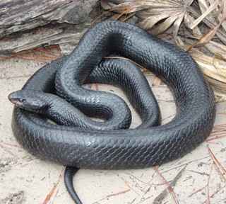 Drymarchon couperi