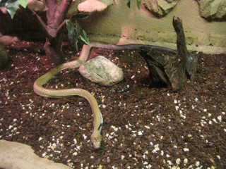Drymarchon melanurus