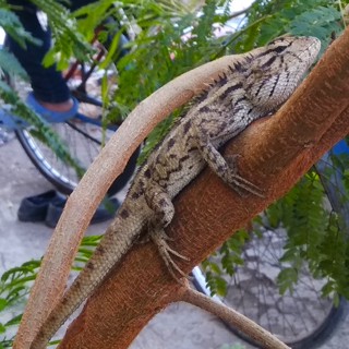 Calotes versicolor