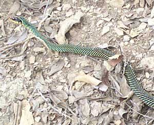 Drymobius margaritiferus