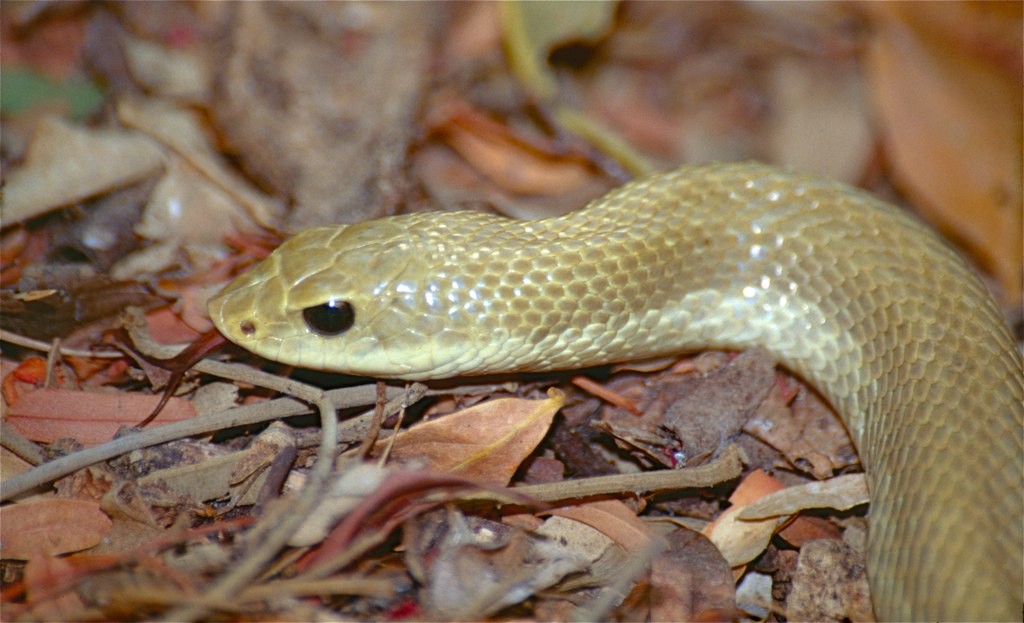 Leioheterodon modestus