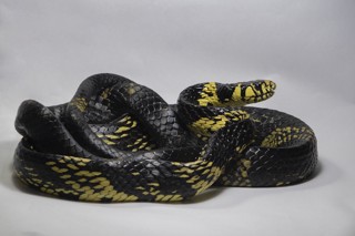 Spilotes pullatus