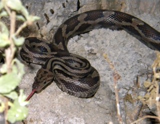 Pseudelaphe flavirufa