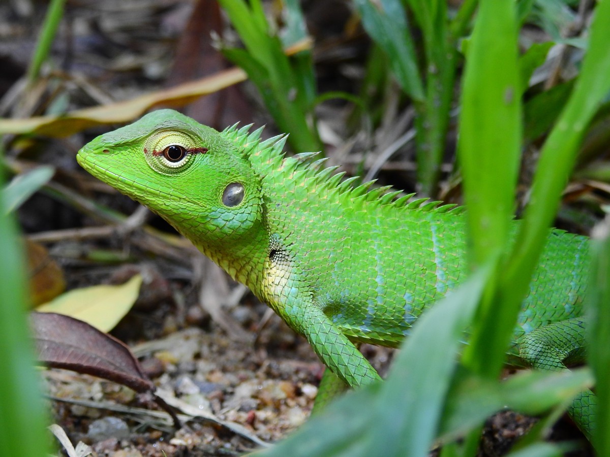 Calotes calotes